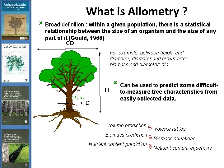 What is Allometry ? û Broad definition : within a given population, there is