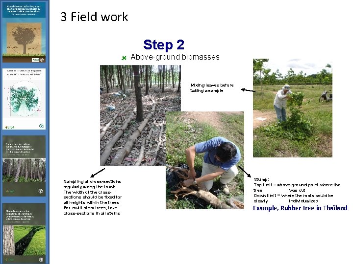 3 Field work Step 2 û Above-ground biomasses Mixing leaves before taking a sample