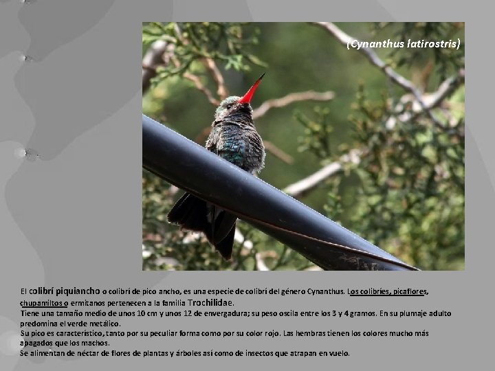 (Cynanthus latirostris) El colibrí piquiancho o colibrí de pico ancho, es una especie de
