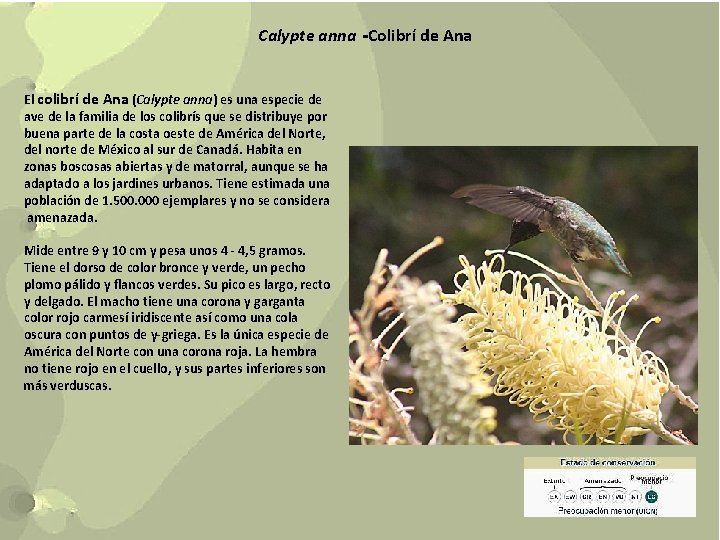 Calypte anna -Colibrí de Ana El colibrí de Ana (Calypte anna) es una especie