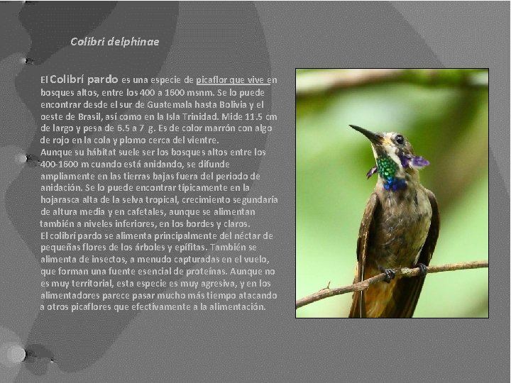 Colibri delphinae El Colibrí pardo es una especie de picaflor que vive en bosques