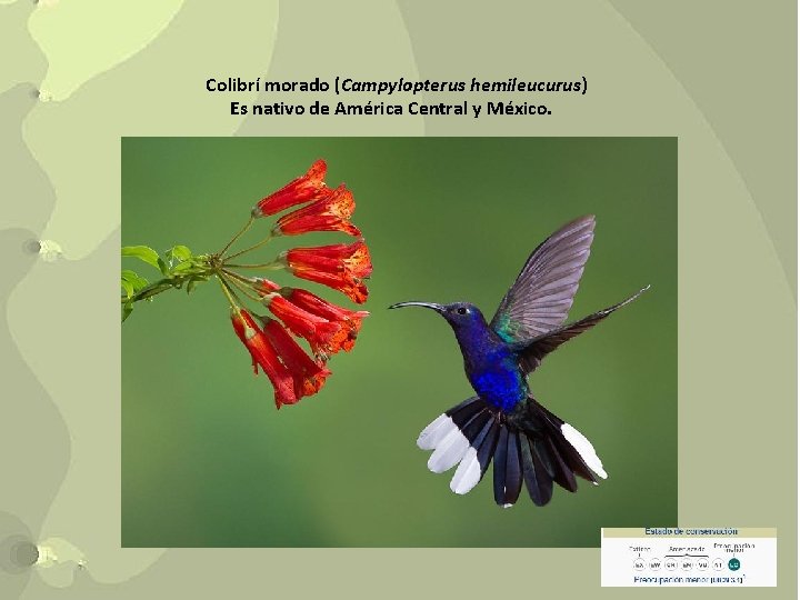 Colibrí morado (Campylopterus hemileucurus) Es nativo de América Central y México. 