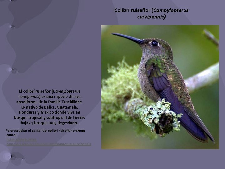 Colibrí ruiseñor (Campylopterus curvipennis) El colibrí ruiseñor (Campylopterus curvipennis) es una especie de ave