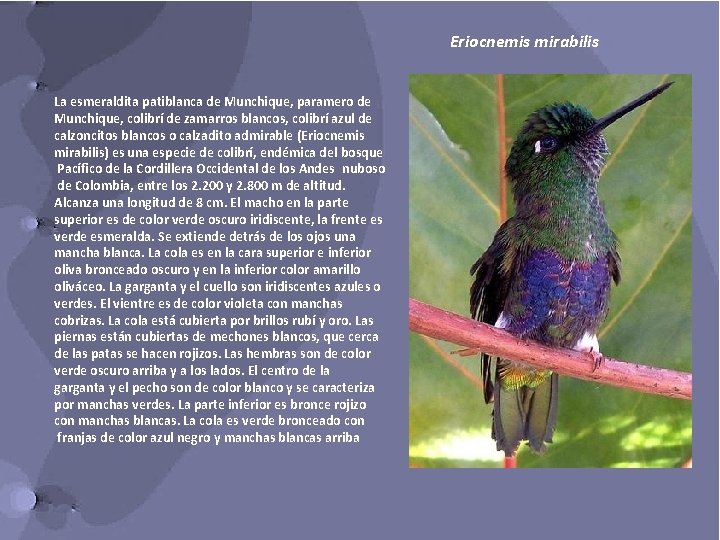 Eriocnemis mirabilis La esmeraldita patiblanca de Munchique, paramero de Munchique, colibrí de zamarros blancos,