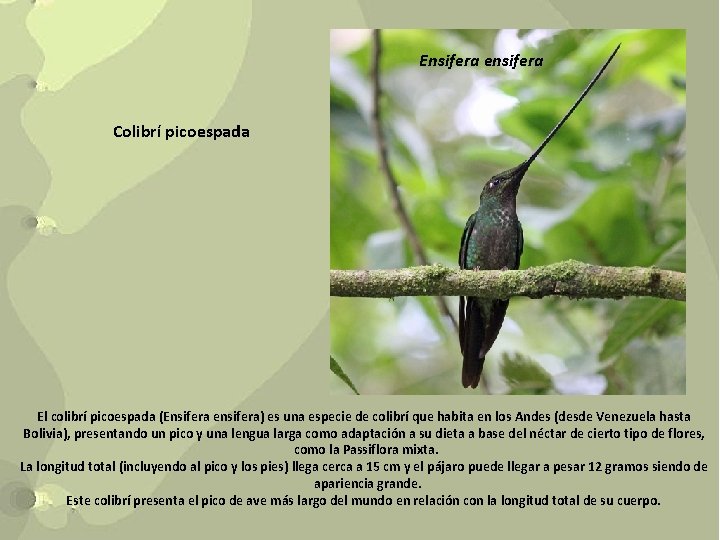 Ensifera ensifera Colibrí picoespada El colibrí picoespada (Ensifera ensifera) es una especie de colibrí