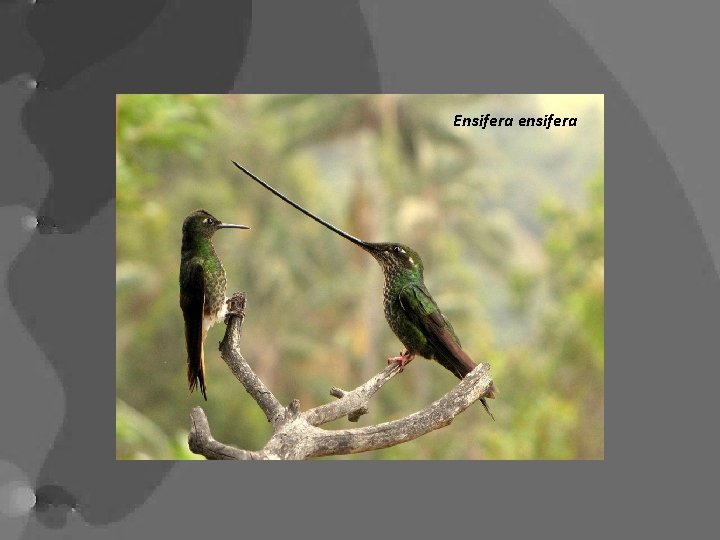 Ensifera ensifera 