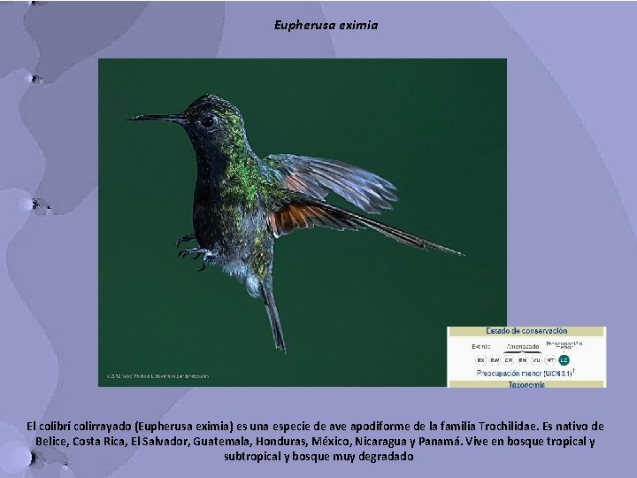 Eupherusa eximia El colibrí colirrayado (Eupherusa eximia) es una especie de ave apodiforme de