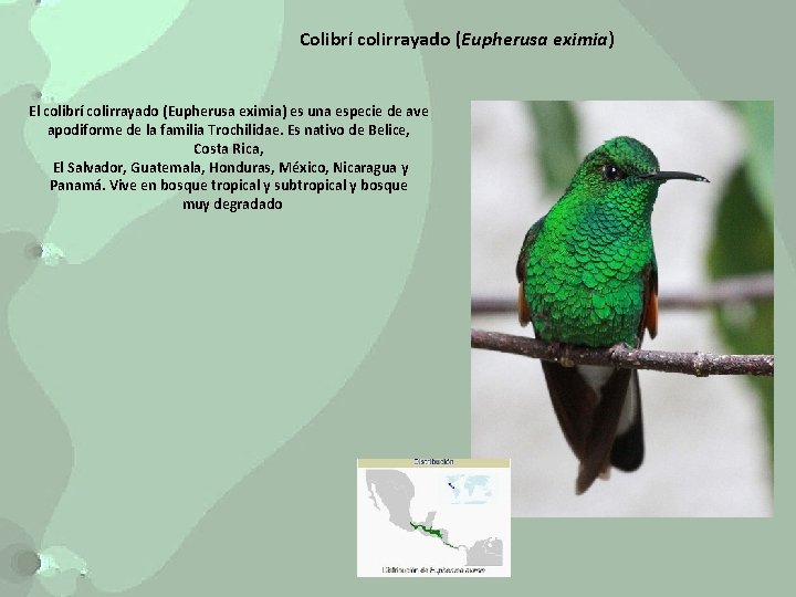 Colibrí colirrayado (Eupherusa eximia) El colibrí colirrayado (Eupherusa eximia) es una especie de ave