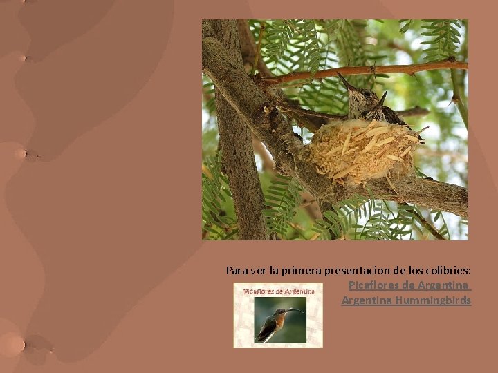 Para ver la primera presentacion de los colibries: Picaflores de Argentina Hummingbirds 