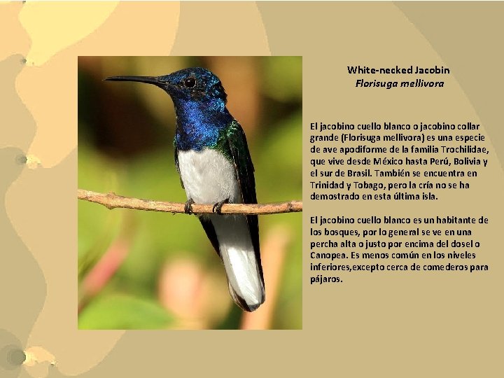 White-necked Jacobin Florisuga mellivora El jacobino cuello blanco o jacobino collar grande (Florisuga mellivora)