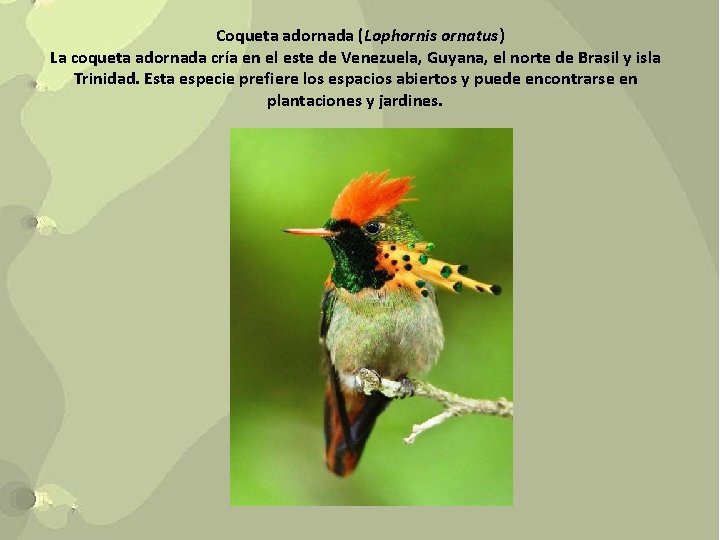 Coqueta adornada (Lophornis ornatus) La coqueta adornada cría en el este de Venezuela, Guyana,