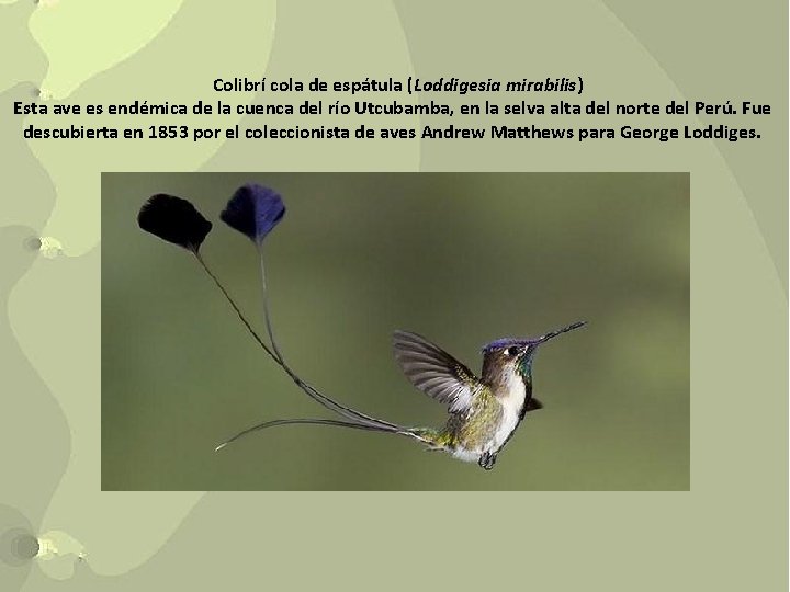 Colibrí cola de espátula (Loddigesia mirabilis) Esta ave es endémica de la cuenca del
