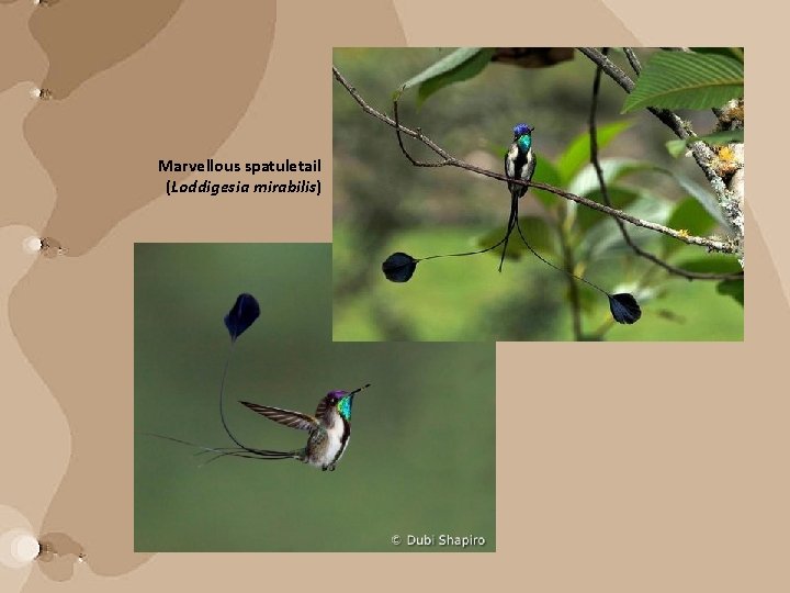 Marvellous spatuletail (Loddigesia mirabilis) 