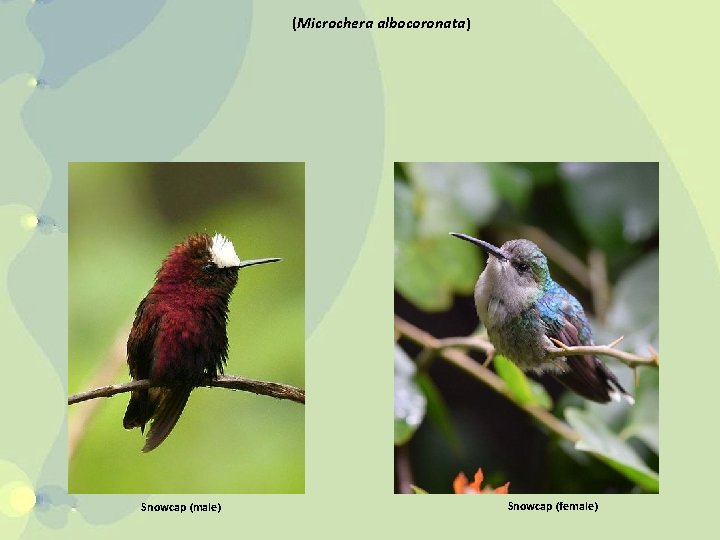(Microchera albocoronata) Snowcap (male) Snowcap (female) 