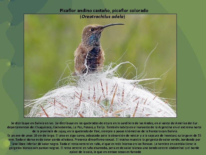 Picaflor andino castaño, picaflor colorado (Oreotrochilus adela) Se distribuye en Bolivia en los Se