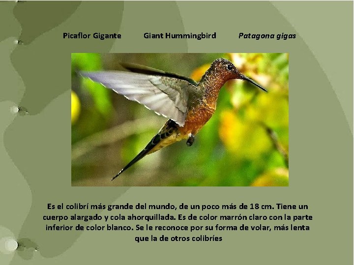 Picaflor Gigante Giant Hummingbird Patagona gigas Es el colibrí más grande del mundo, de