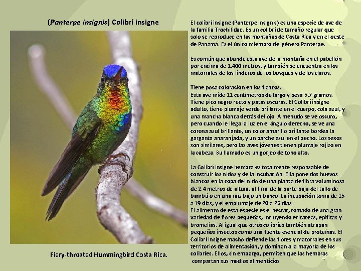 (Panterpe insignis) Colibrí insigne El colibrí insigne (Panterpe insignis) es una especie de ave