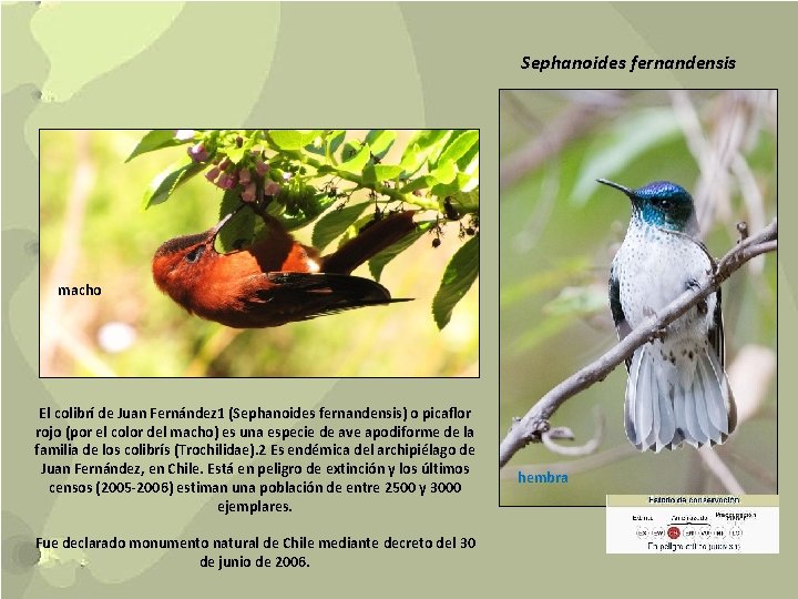 Sephanoides fernandensis macho El colibrí de Juan Fernández 1 (Sephanoides fernandensis) o picaflor rojo
