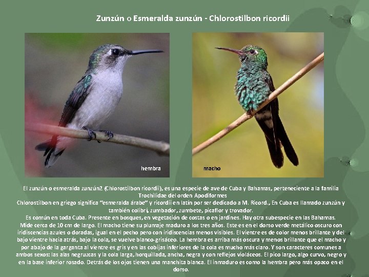 Zunzún o Esmeralda zunzún - Chlorostilbon ricordii hembra macho El zunzún o esmeralda zunzún