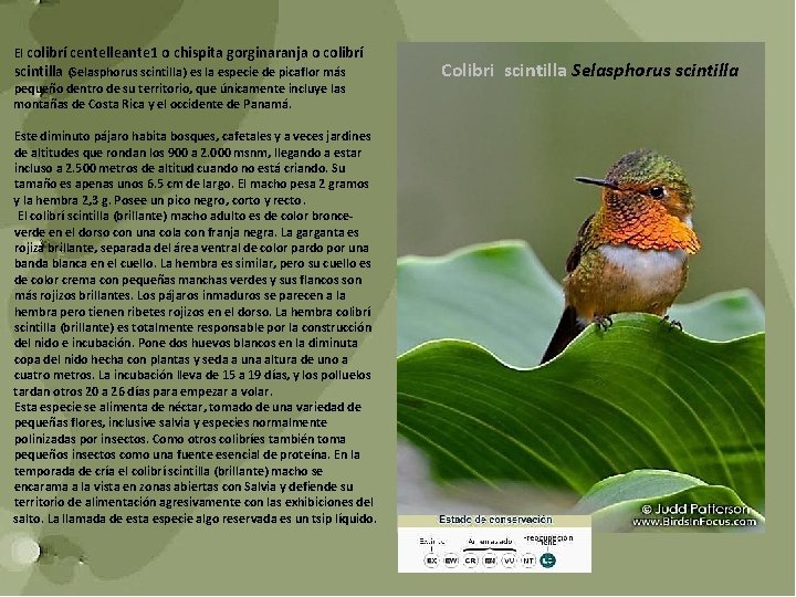 El colibrí centelleante 1 o chispita gorginaranja o colibrí scintilla (Selasphorus scintilla) es la
