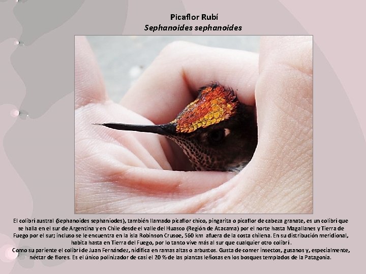 Picaflor Rubí Sephanoides sephanoides El colibrí austral (Sephanoides sephaniodes), también llamado picaflor chico, pingarita