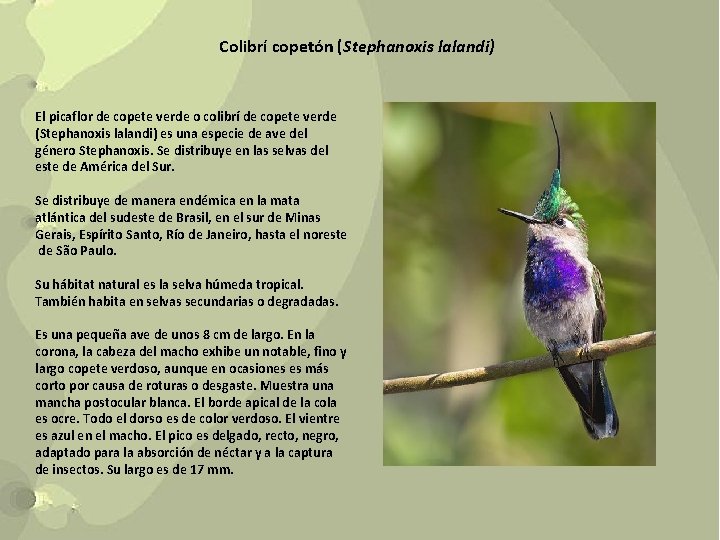 Colibrí copetón (Stephanoxis lalandi) El picaflor de copete verde o colibrí de copete verde
