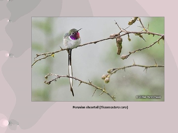Peruvian sheartail (Thaumastura cora) 