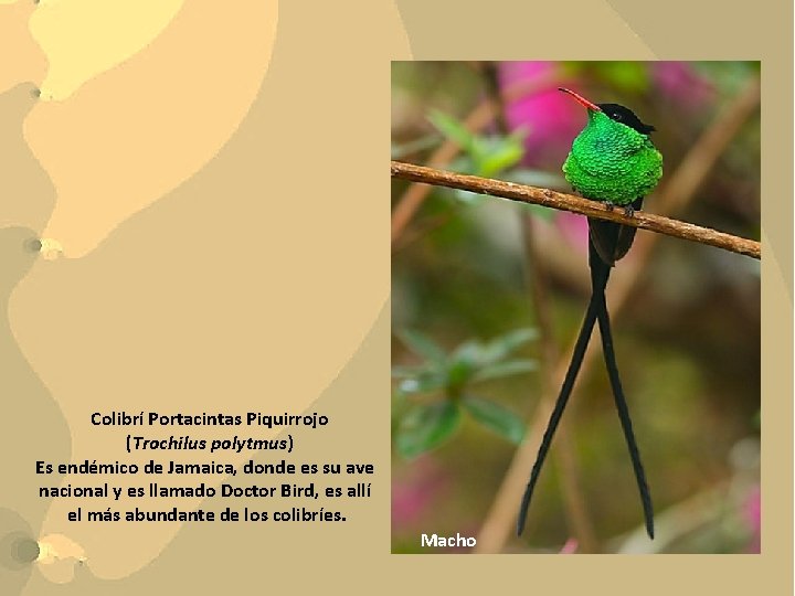 Colibrí Portacintas Piquirrojo (Trochilus polytmus) Es endémico de Jamaica, donde es su ave nacional