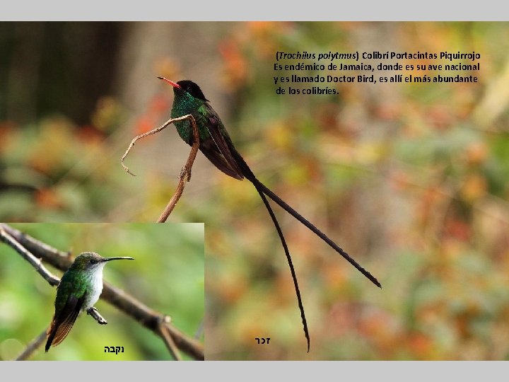 (Trochilus polytmus) Colibrí Portacintas Piquirrojo Es endémico de Jamaica, donde es su ave nacional