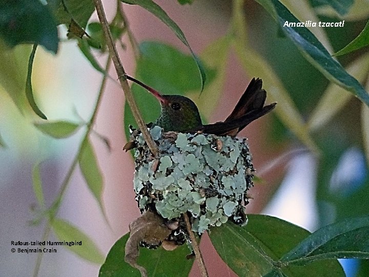 Amazilia tzacatl Rufous-tailed Hummingbird © Benjmain Crain 