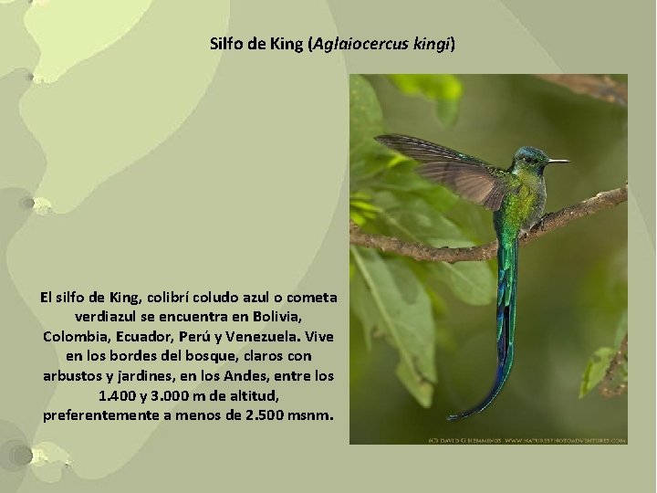 Silfo de King (Aglaiocercus kingi) El silfo de King, colibrí coludo azul o cometa