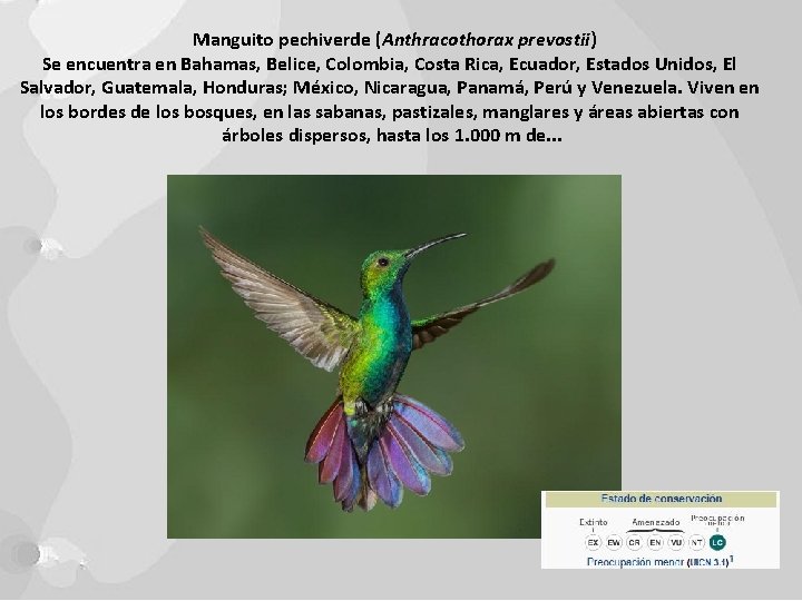 Manguito pechiverde (Anthracothorax prevostii) Se encuentra en Bahamas, Belice, Colombia, Costa Rica, Ecuador, Estados