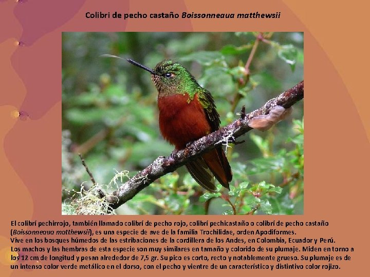 Colibri de pecho castaño Boissonneaua matthewsii El colibrí pechirrojo, también llamado colibrí de pecho