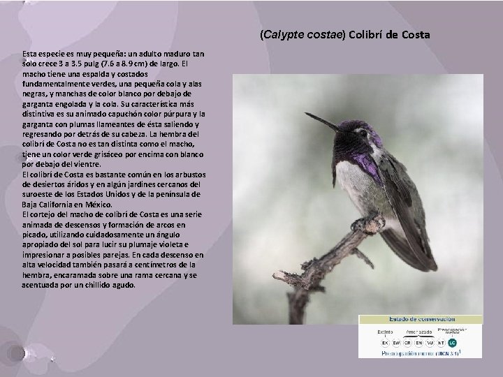 (Calypte costae) Colibrí de Costa Esta especie es muy pequeña: un adulto maduro tan