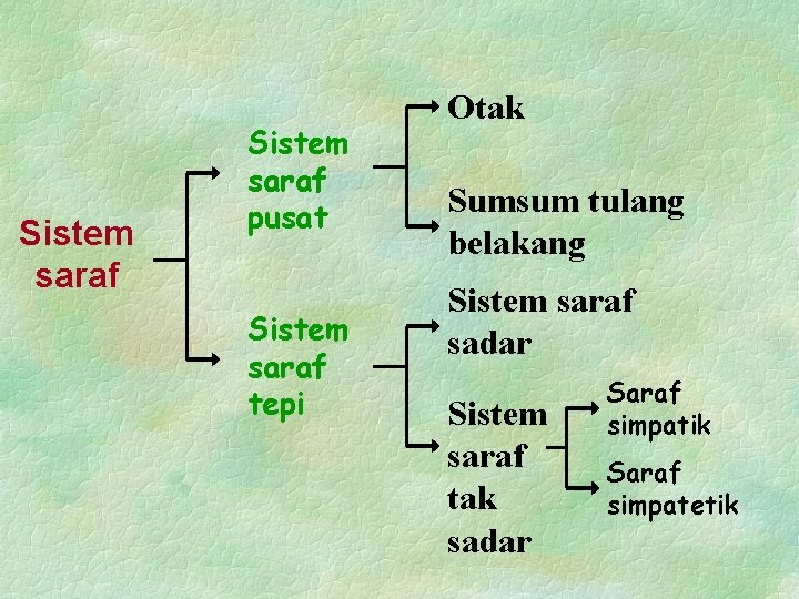 Sistem saraf pusat Sistem saraf tepi Otak Sumsum tulang belakang Sistem saraf sadar Sistem