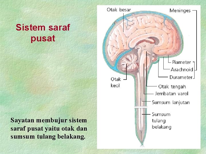 Sistem saraf pusat Sayatan membujur sistem saraf pusat yaitu otak dan sumsum tulang belakang.