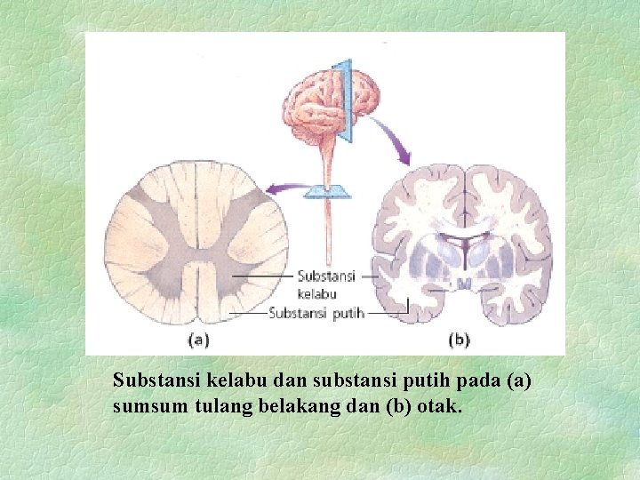 Substansi kelabu dan substansi putih pada (a) sumsum tulang belakang dan (b) otak. 