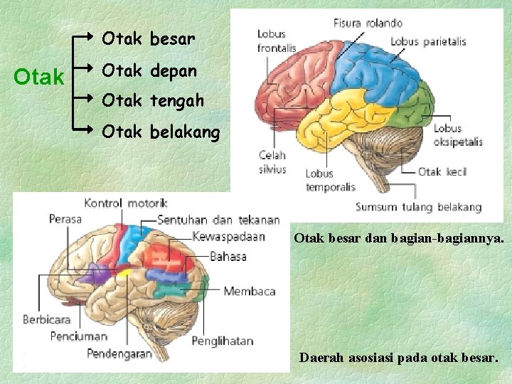 Otak besar Otak depan Otak tengah Otak belakang Otak besar dan bagian-bagiannya. Daerah asosiasi