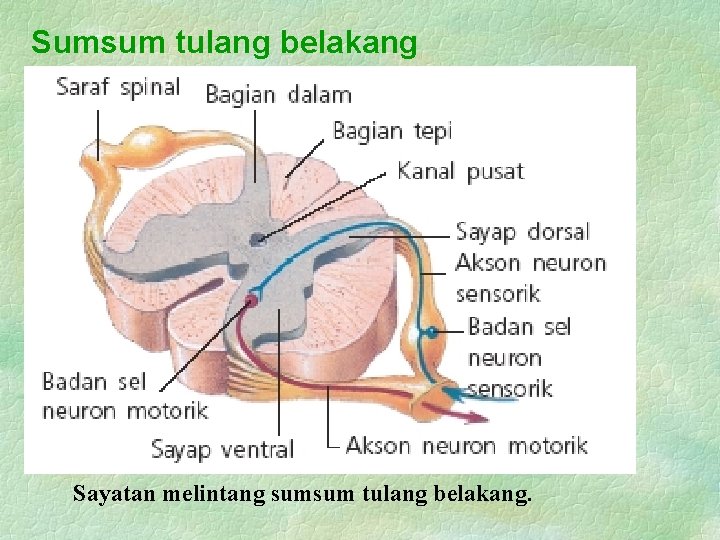 Sumsum tulang belakang Sayatan melintang sumsum tulang belakang. 
