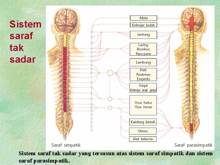 Sistem saraf tak sadar yang tersusun atas sistem saraf simpatik dan sistem saraf parasimpatik.