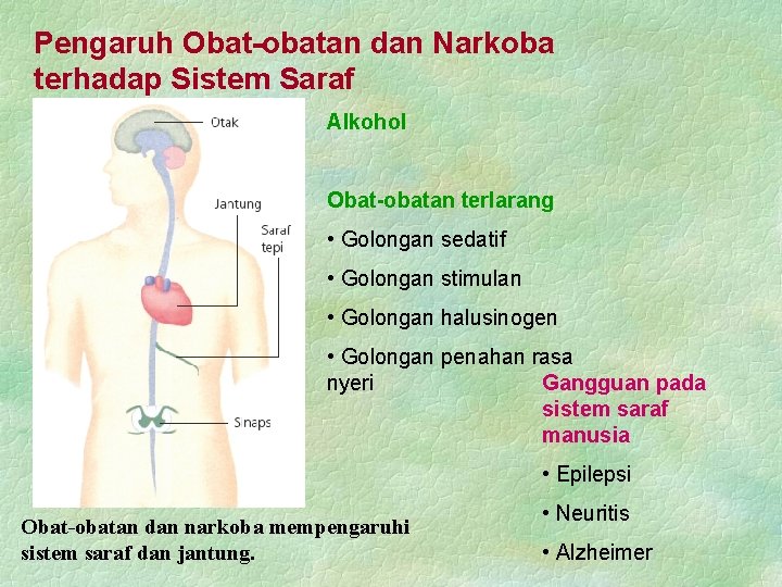 Pengaruh Obat-obatan dan Narkoba terhadap Sistem Saraf Alkohol Obat-obatan terlarang • Golongan sedatif •