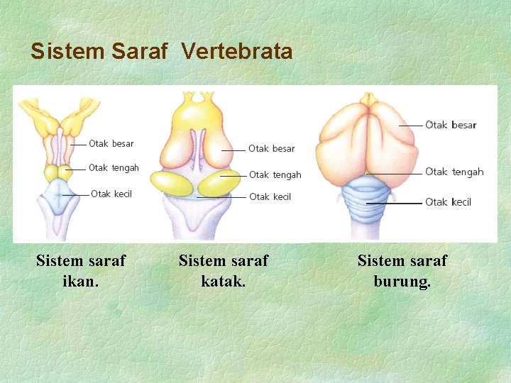 Sistem Saraf Vertebrata Sistem saraf ikan. Sistem saraf katak. Sistem saraf burung. 