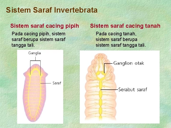 Sistem Saraf Invertebrata Sistem saraf cacing pipih Pada cacing pipih, sistem saraf berupa sistem