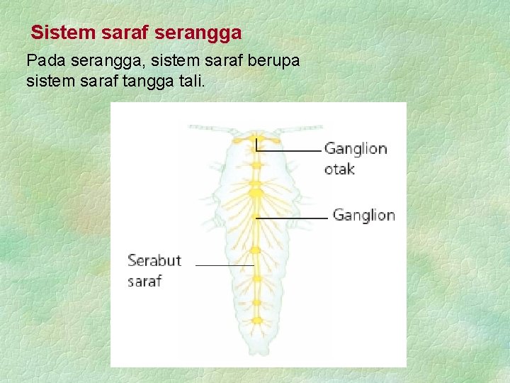 Sistem saraf serangga Pada serangga, sistem saraf berupa sistem saraf tangga tali. 