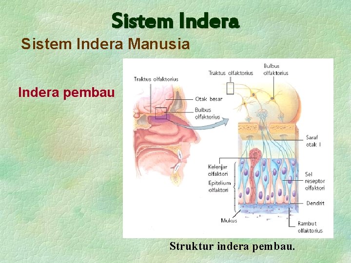 Sistem Indera Manusia Indera pembau Struktur indera pembau. 