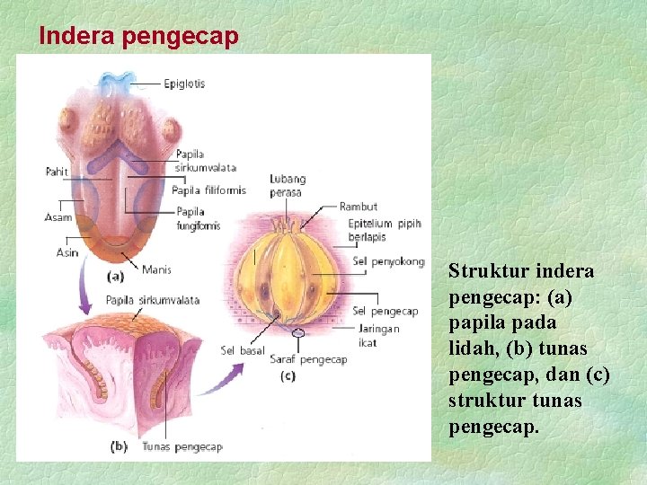 Indera pengecap Struktur indera pengecap: (a) papila pada lidah, (b) tunas pengecap, dan (c)