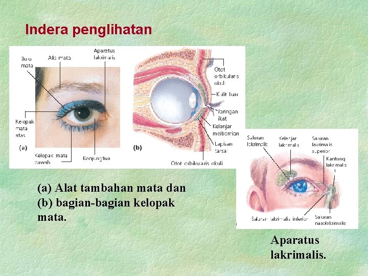 Indera penglihatan (a) Alat tambahan mata dan (b) bagian-bagian kelopak mata. Aparatus lakrimalis. 