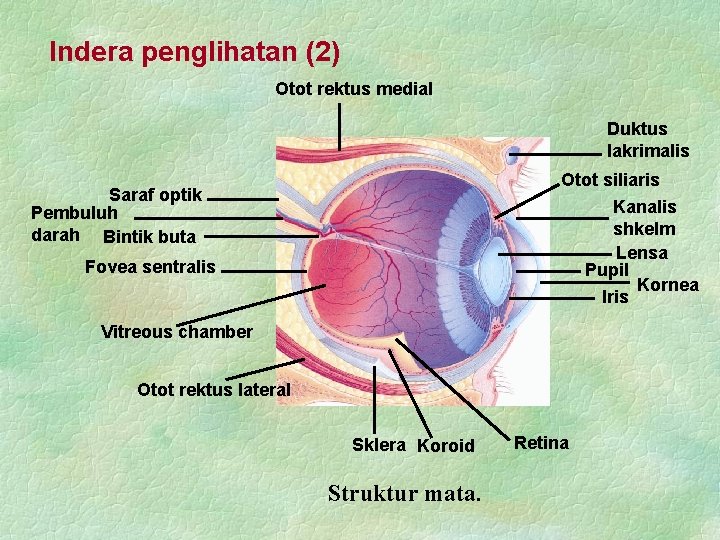 Indera penglihatan (2) Otot rektus medial Duktus lakrimalis Otot siliaris Saraf optik Pembuluh darah