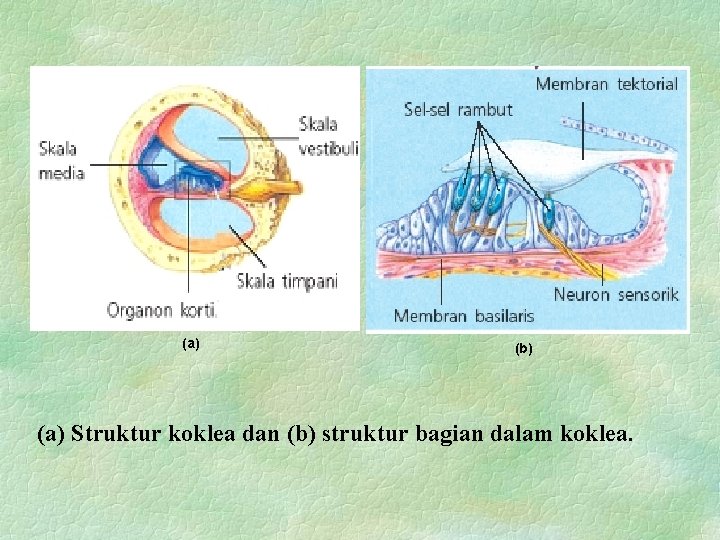 (a) (b) (a) Struktur koklea dan (b) struktur bagian dalam koklea. 