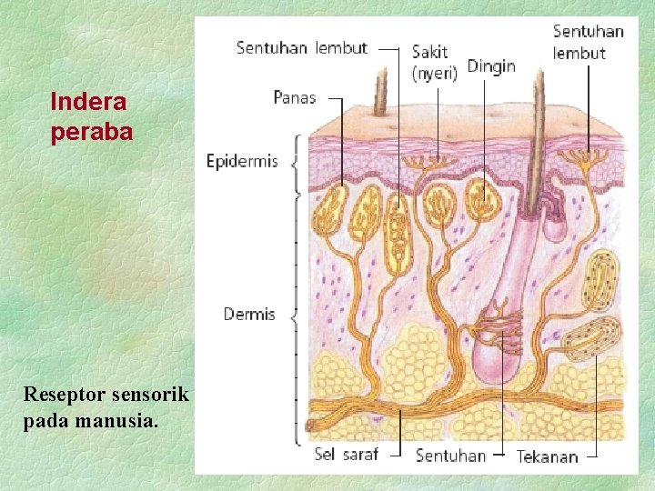 Indera peraba Reseptor sensorik pada manusia. 